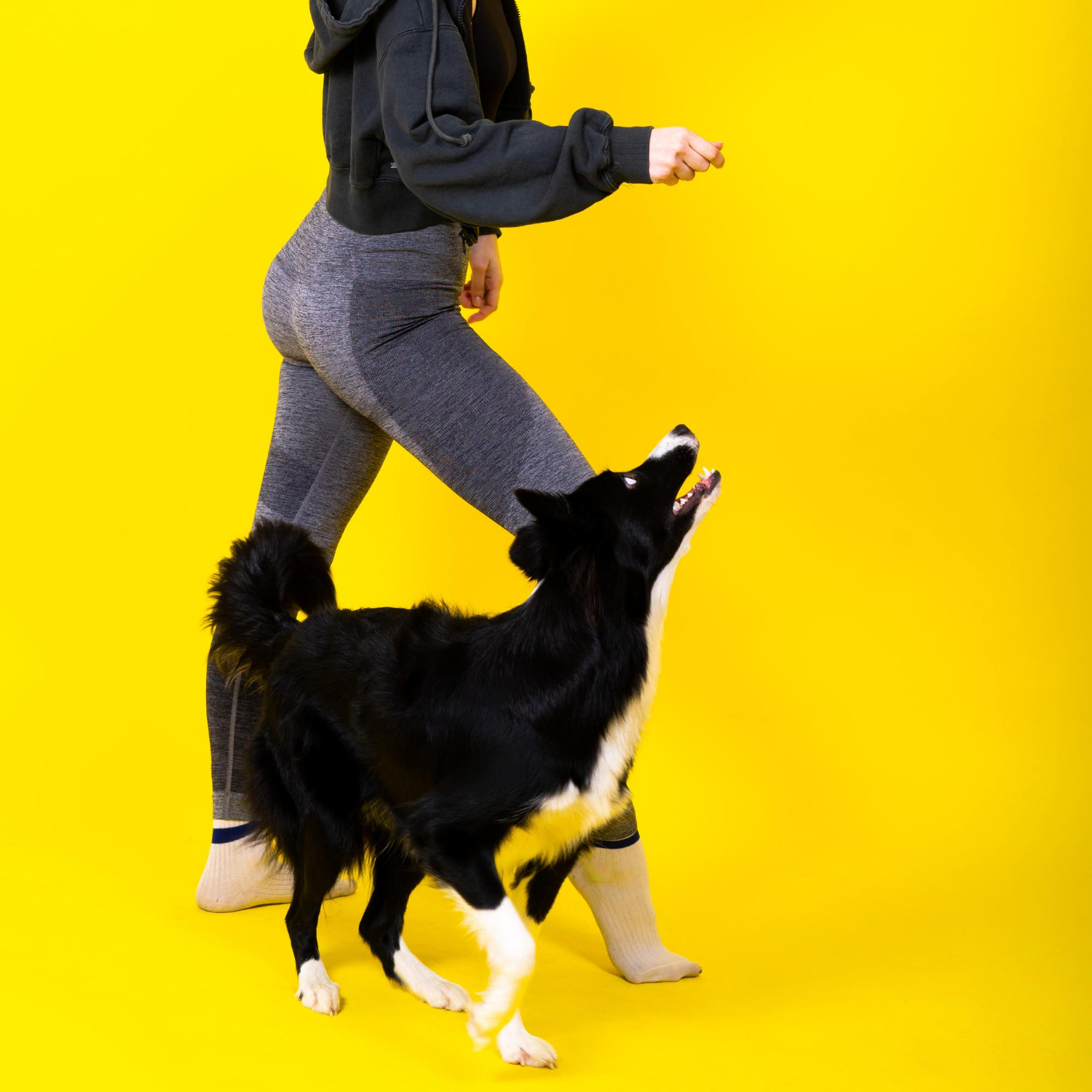 dogdance