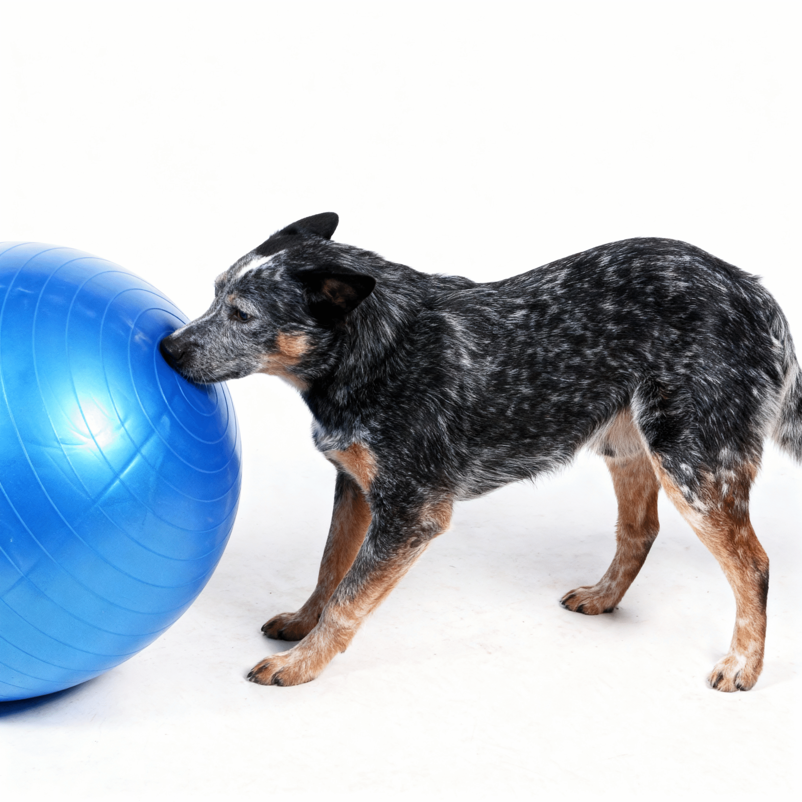 treibball