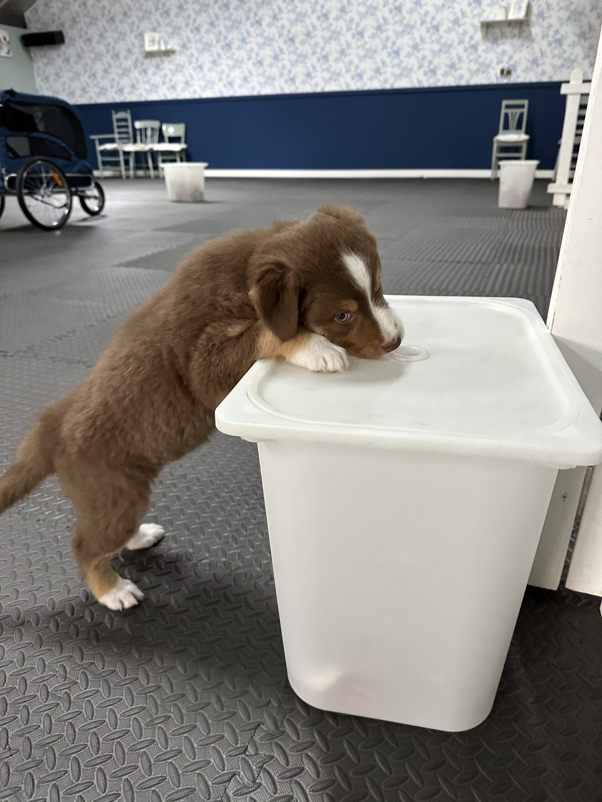 Puppy Stuifesin 8 Liv Janneke nov '22